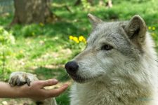 Wolf Science Center 2018